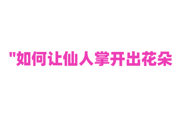"如何让仙人掌开出花朵？"